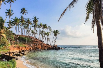 Palm-lined beach